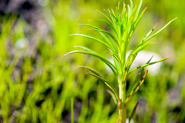 Groen gras macro — Stockfoto