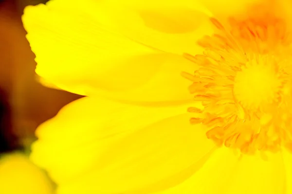Gelbes Blütenmakro — Stockfoto