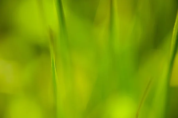 Macro herbe verte — Photo