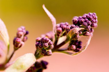Leylak çiçeği çiçekleri makro