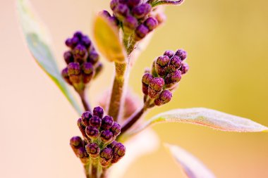 Leylak çiçeği çiçekleri makro