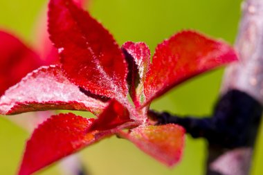 bir ağaç makronun kırmızı genç yaprakları