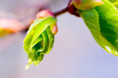 yeşil yaprakları bir ağaç dalı makro çiçeklenme
