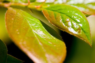 Bir ağaç makronun genç yaprakları