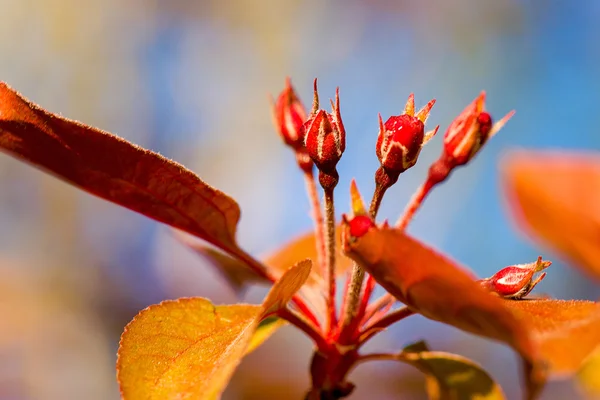 Červené květiny květy makro — Stock fotografie
