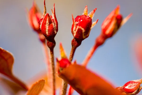 Kırmızı çiçekler çiçekleri makro — Stok fotoğraf