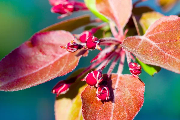 kırmızı çiçekler çiçekleri makro