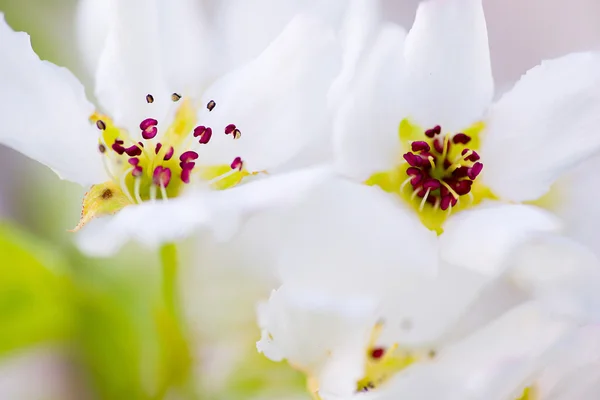 Beyaz çiçekler makro — Stok fotoğraf