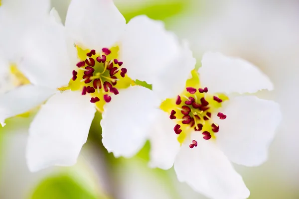 Flores brancas macro — Fotografia de Stock