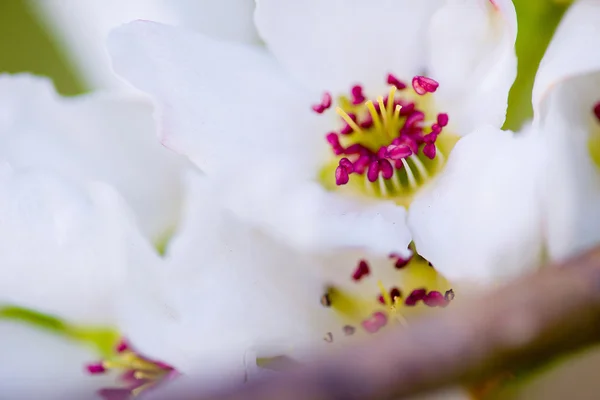 Flores brancas macro — Fotografia de Stock