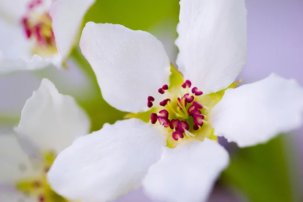 Beyaz çiçek makro — Stok fotoğraf