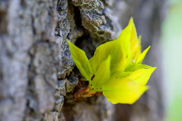 Mladé listy stromu makra — Stock fotografie