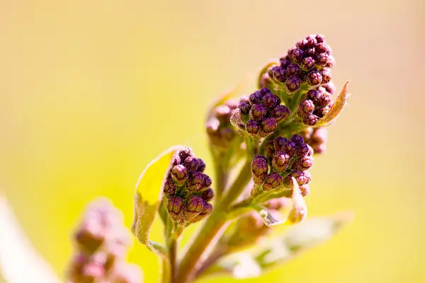 Lila blomma blommar makro — Stockfoto