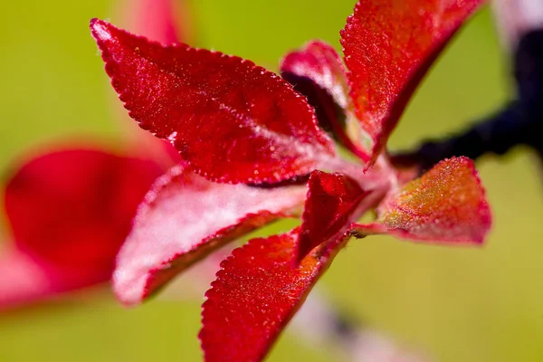 bir ağaç makronun kırmızı genç yaprakları