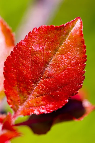 Red young leaves of a tree macro — Stock Photo, Image