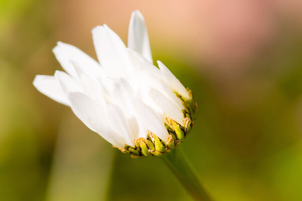 white flower blossoms macro