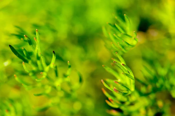 Groen gras macro — Stockfoto