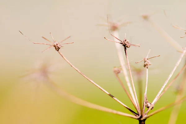 Droge plant macro — Stockfoto