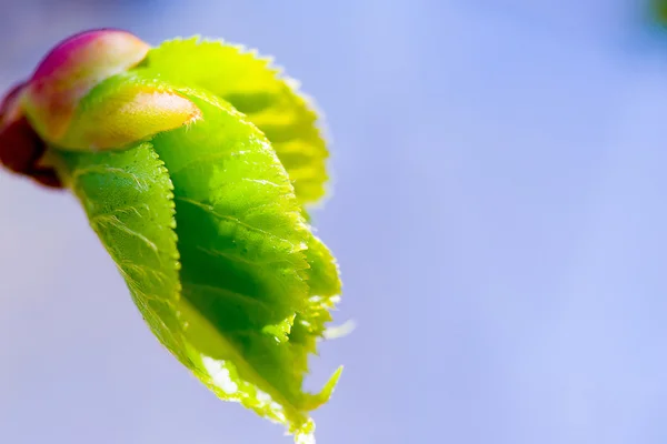 Yeşil yaprakları bir ağaç dalı makro çiçeklenme — Stok fotoğraf