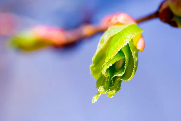 Yeşil yaprakları bir ağaç dalı makro çiçeklenme — Stok fotoğraf