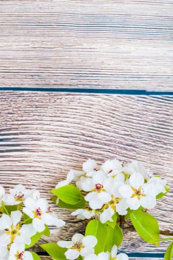 Çerçeve ahşap arka plan üzerinde beyaz çiçek