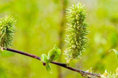 Bir ağaç makronun genç yaprakları