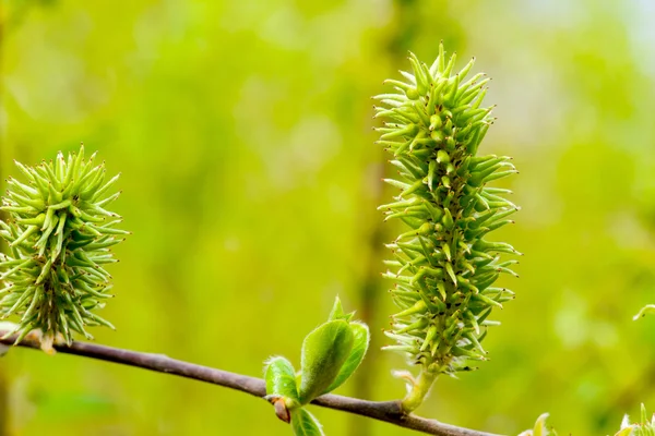 Bir ağaç makronun genç yaprakları — Stok fotoğraf