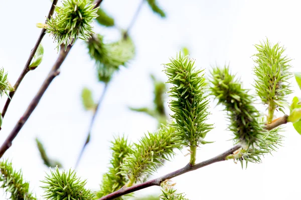 Bir ağaç makronun genç yaprakları — Stok fotoğraf