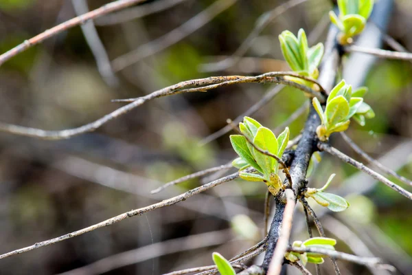 ツリー マクロの若い葉 — ストック写真