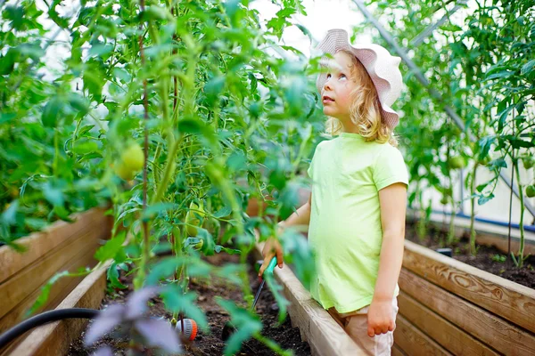 Berkebun Gadis kecil yang menggemaskan memetik tomat di taman — Stok Foto