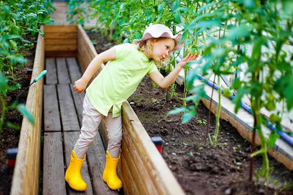 Berkebun Gadis kecil yang senang berkebun di sebuah rumah kaca memegang t — Stok Foto