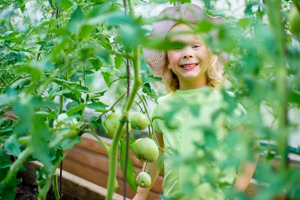 Kebun sayur Gadis kecil yang merawat tanaman di — Stok Foto