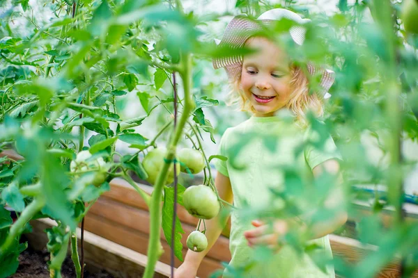 Овощной сад - маленькая девочка, ухаживающая за растениями в саду — стоковое фото