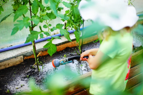 Tanaman berkebun dan berair — Stok Foto