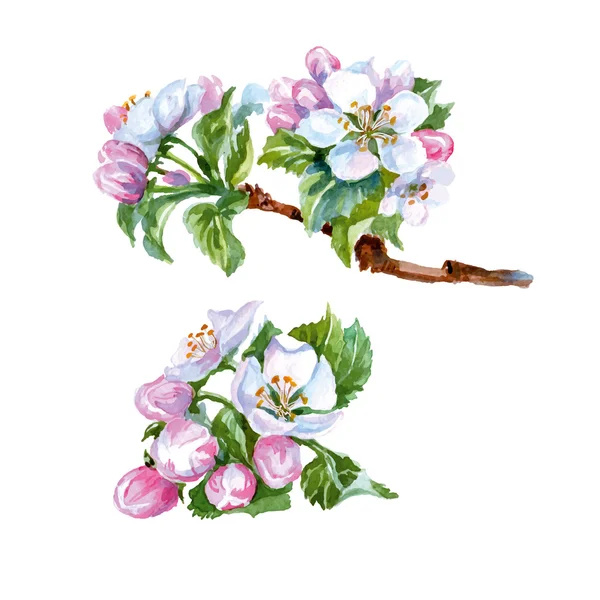 Acuarela flores de manzana. Fondo de primavera. Ilustración vectorial — Vector de stock