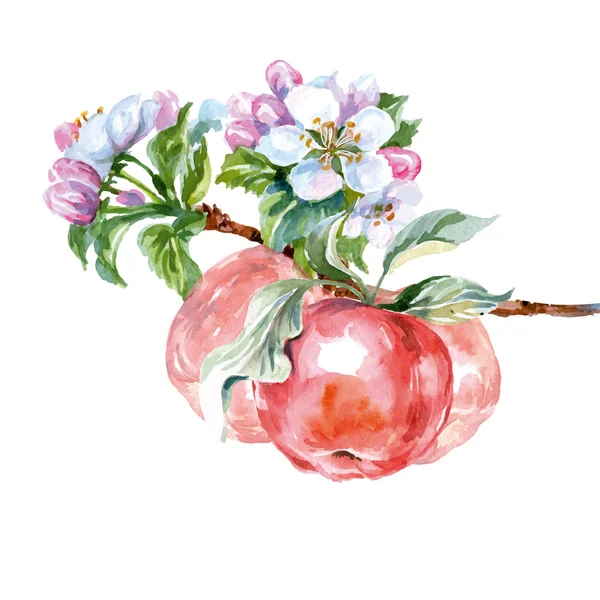 Aquarell Apfelbaum Zweig mit Blumen und Äpfeln. Frühling Hintergrund. Vektorillustration — Stockvektor