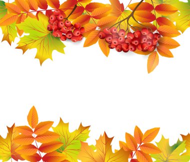 Sonbahar yaprakları ve rowan çilek ile dikişsiz sınır. Şablon Vektörü.