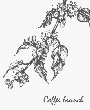 Kahve dalı. Doğal organik kafein. Kahve yapraklı kahve bitkisi, böğürtlen, fasulye, kahve meyvesi, tohum..