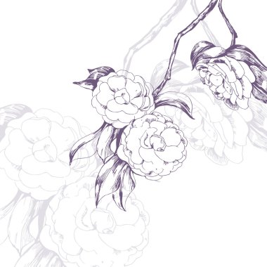 Kroki çiçek açan kamelya