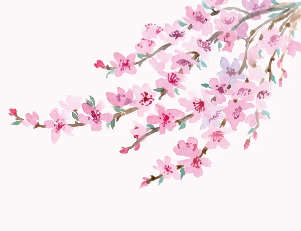 Rama de cerezo floreciente — Vector de stock