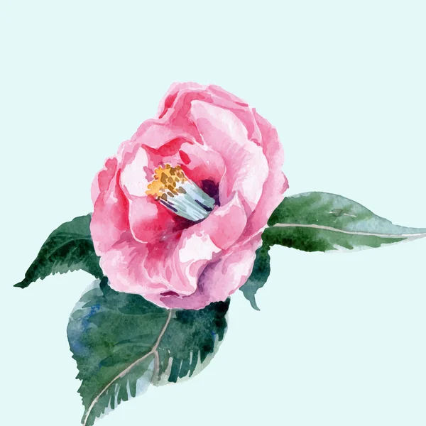 Acuarela rosa Camellia — Archivo Imágenes Vectoriales