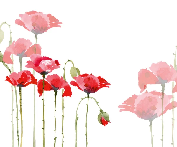 Watercolor poppies set — Stock Vector