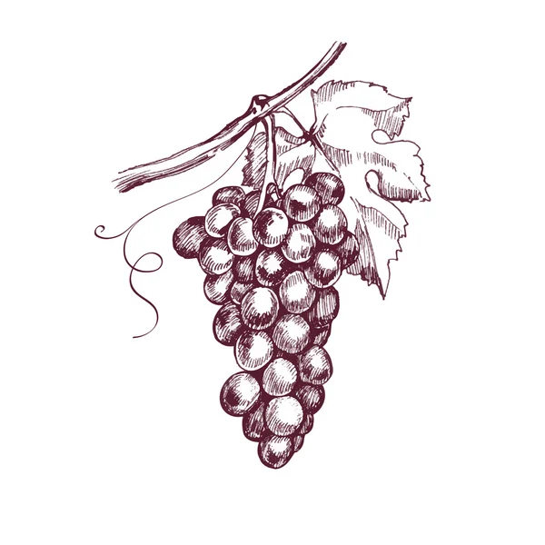 Acuarela racimo de uvas — Vector de stock