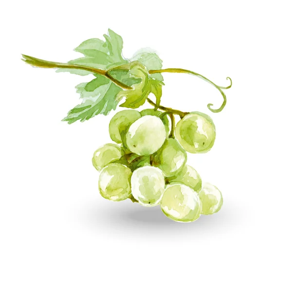 Aquarela cacho de uvas — Vetor de Stock