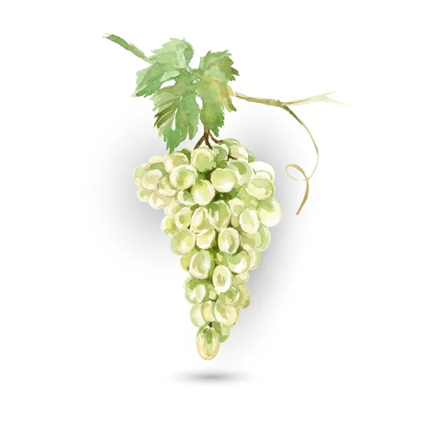 Aquarela cacho de uvas — Vetor de Stock