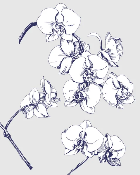 Croquis des orchidées en fleurs — Image vectorielle