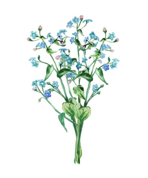 Bouquet d'aquarelle Myosotis . — Image vectorielle