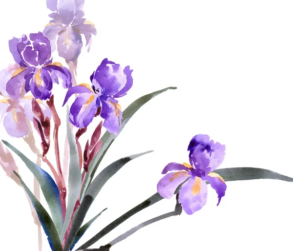Hand getrokken aquarel irissen. — Stockvector