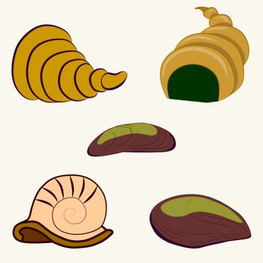 Kabuklu deniz ürünleri, vektör karikatür illüstrasyon. Deniz kabukları ile ayarlayın beyaz bir arka plan.