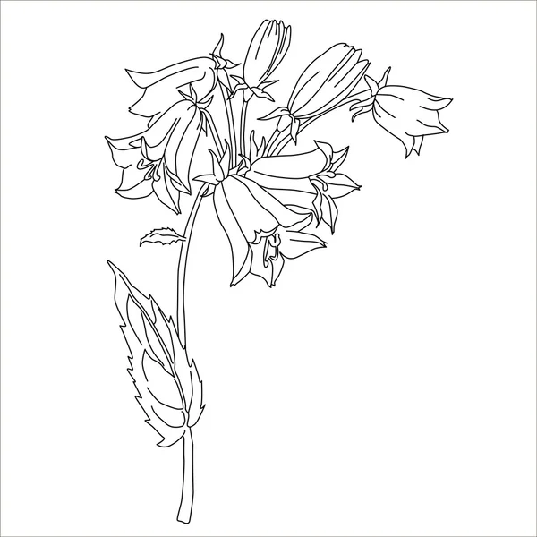 Ervas e Flor Selvagem. Botânica. Harebell flor vintage. Ilustração em preto e branco no estilo de gravura. Vetor isolado . — Vetor de Stock